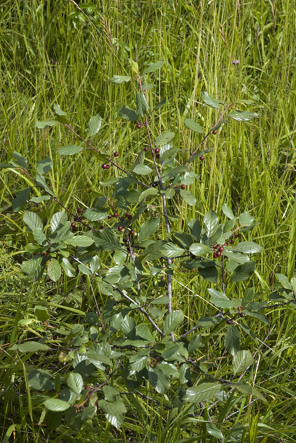 Frangula alnus (alder buckthorn)