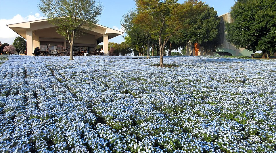 Nemophila (baby blue eyes and allies)