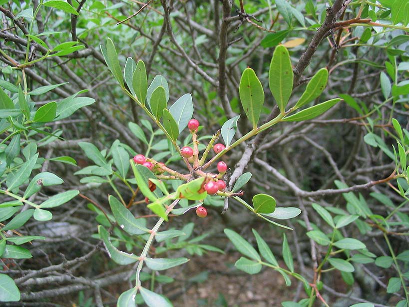 Pistacia lentiscus (mastic)