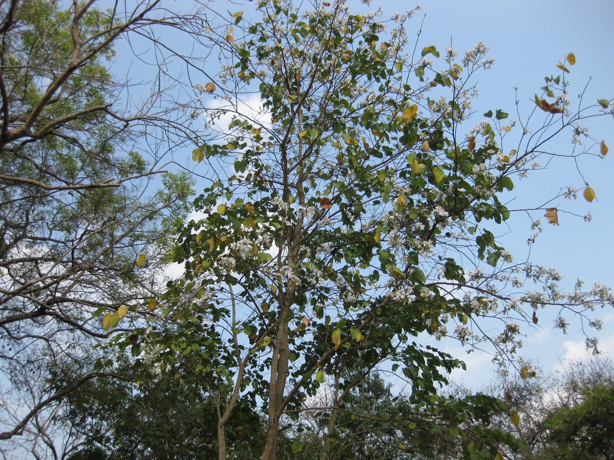 Bauhinia variegata, Orchid tree — spreading deciduous (Fabaceae) (image 2 of 10)