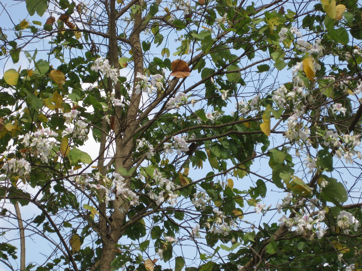 Bauhinia variegata, Orchid tree — spreading deciduous (Fabaceae) (image 3 of 10)