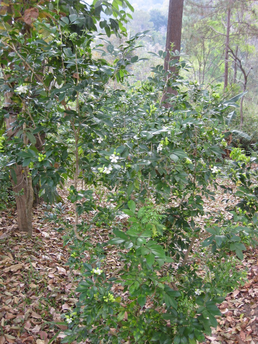 Murraya paniculata, Orange jessamine — upright evergreen (Rutaceae) (image 4 of 7)