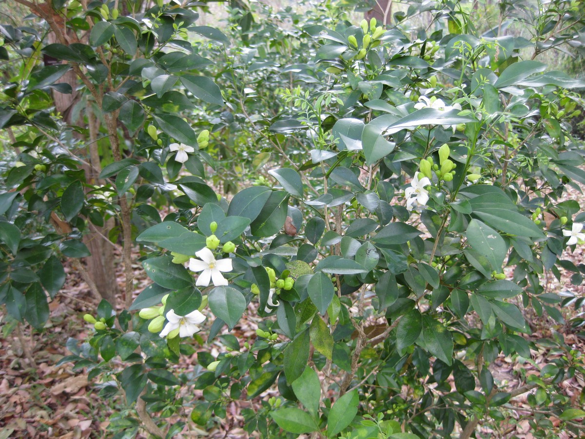 Murraya paniculata, Orange jessamine — upright evergreen (Rutaceae) (image 5 of 7)