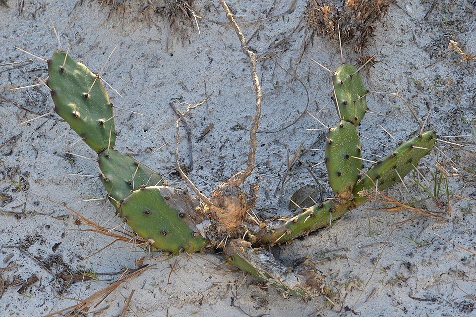 Opuntia austrina (Florida Pricklypear) (alternate view 6)