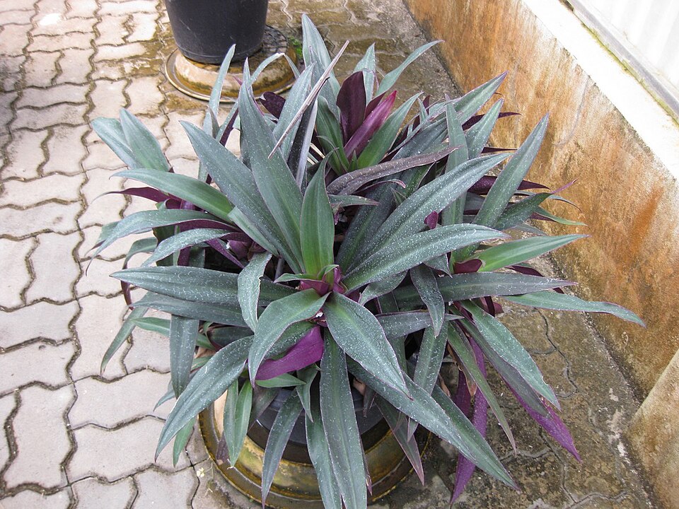 Tradescantia spathacea (Moses-in-the-Cradle) (alternate view 6)