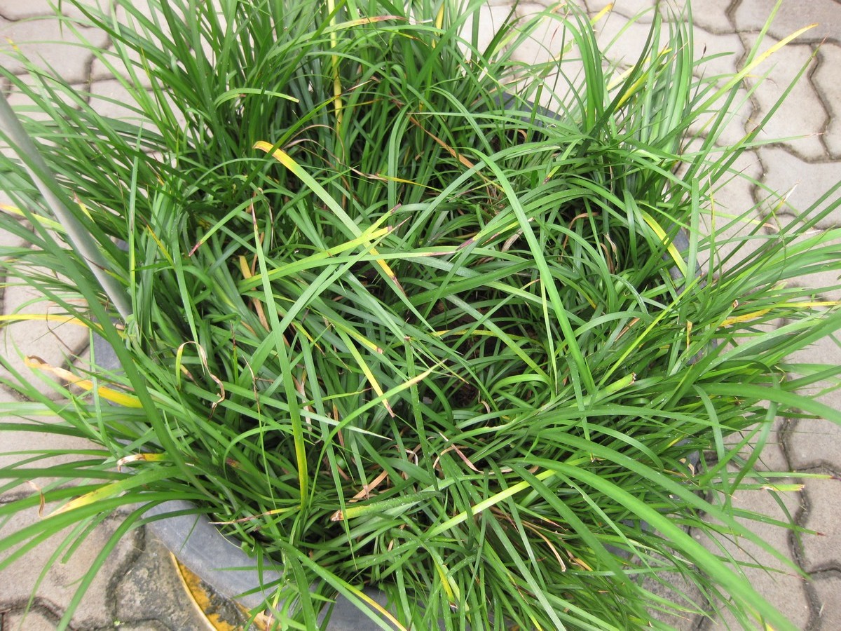 Acorus gramineus, Japanese sweet flag — clumping semi-evergreen (Acoraceae) (image 3 of 7)