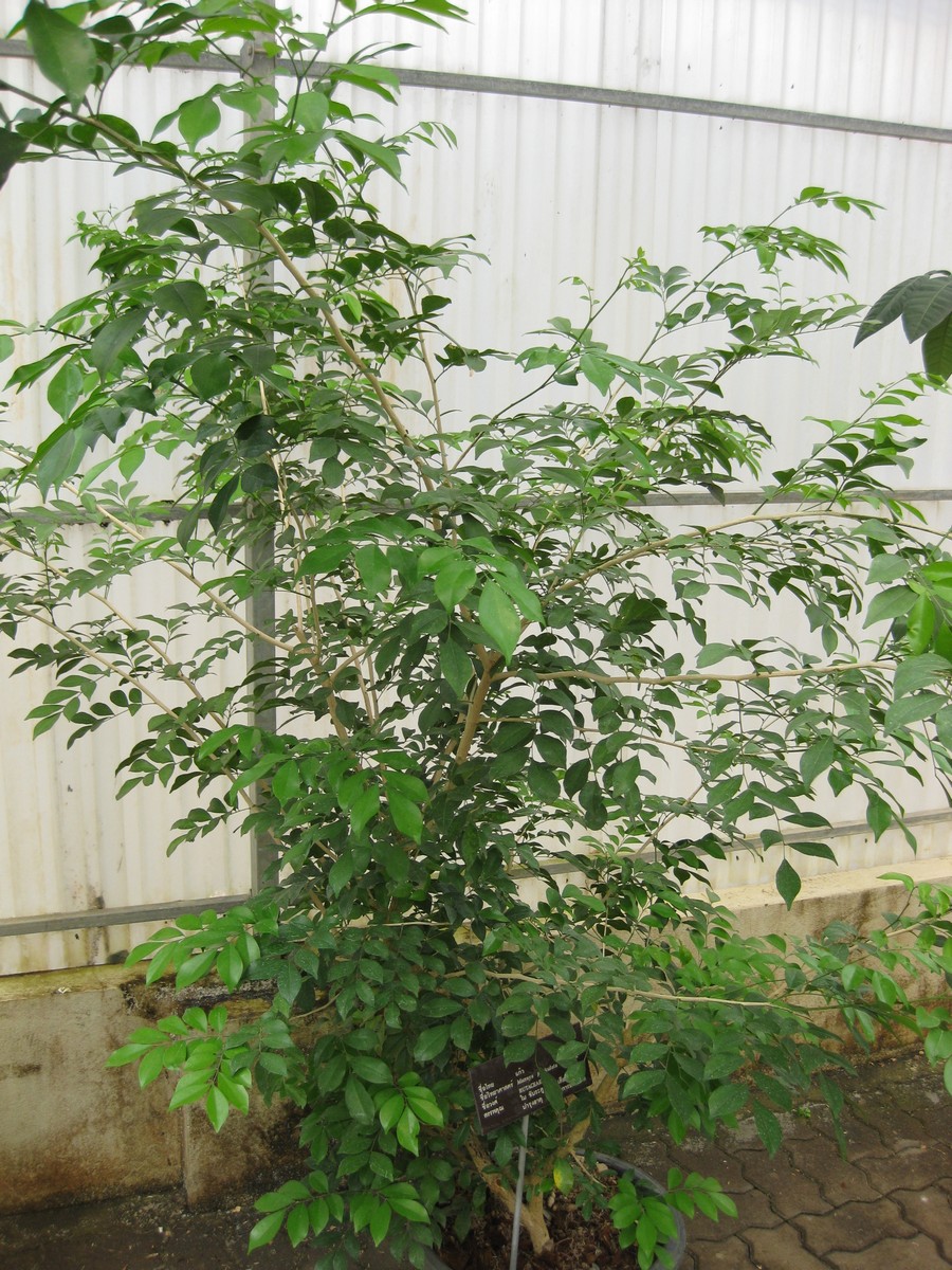 Murraya paniculata, Orange jessamine — upright evergreen (Rutaceae) (image 6 of 7)