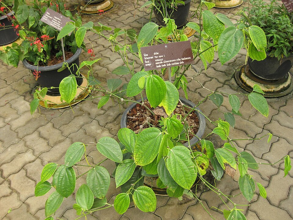 Piper nigrum (Black Pepper Plant) (alternate view 6)