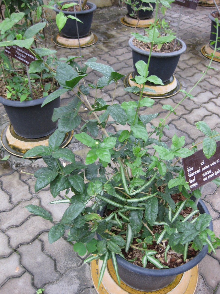Jasminum sambac, Arabian jasmine — spreading evergreen (Oleaceae) (image 4 of 8)