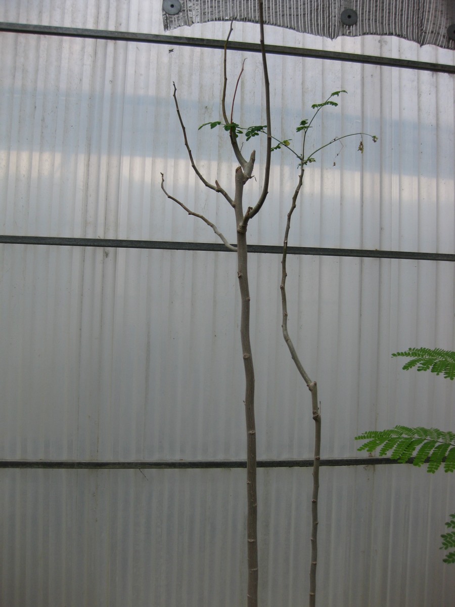 Moringa oleifera (Moringa) (alternate view 5)