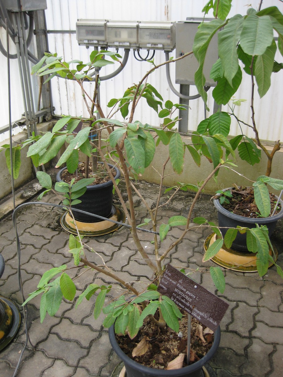 Psidium guajava (White Guava) (alternate view 8)