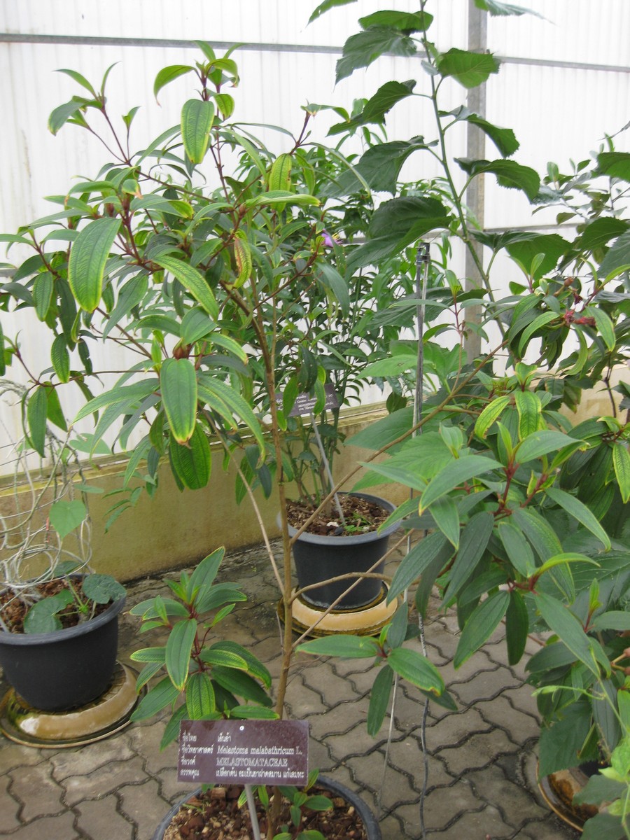Melastoma malabathricum (Malabar Melastome) (alternate view 2)