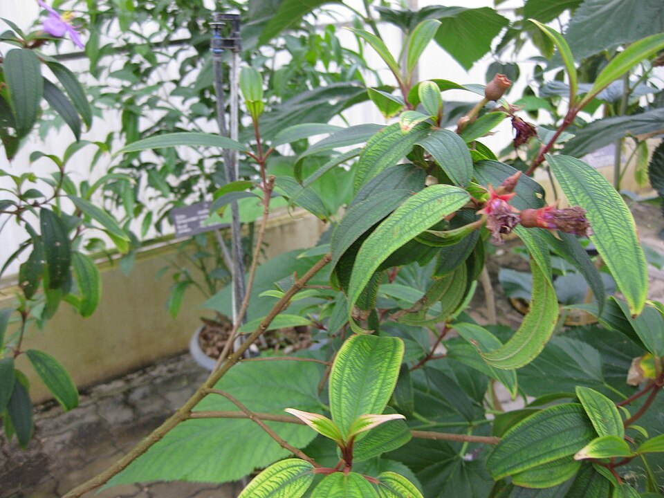 Melastoma malabathricum (Malabar Melastome) (alternate view 3)