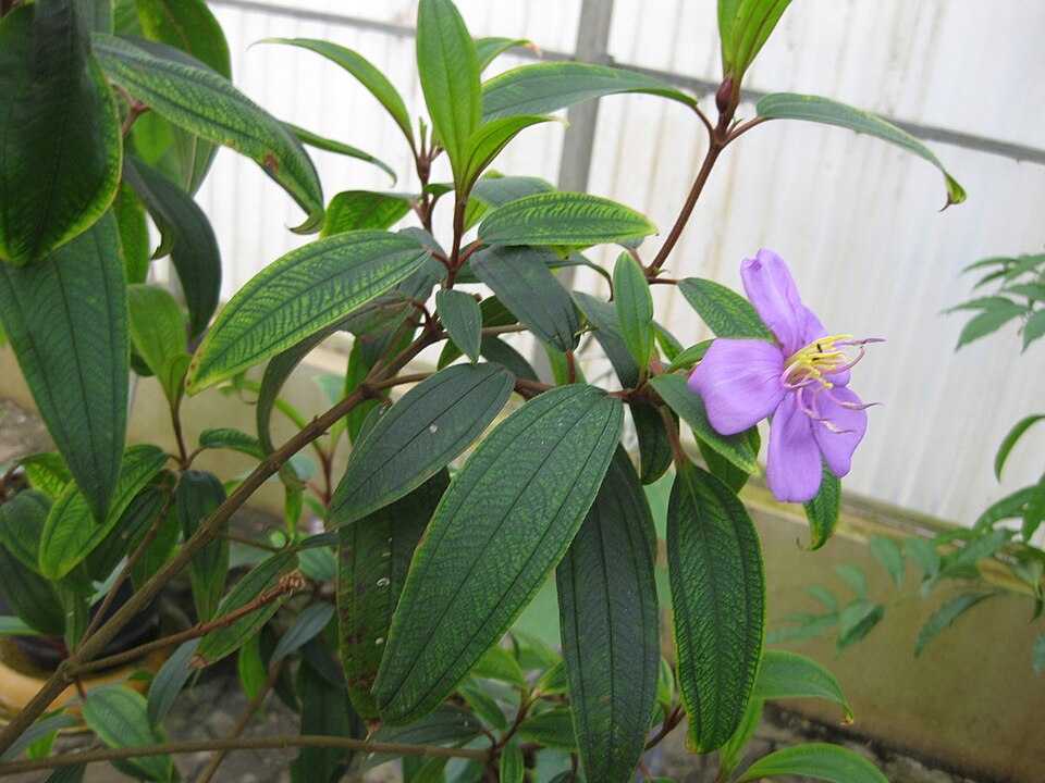 Melastoma malabathricum (Malabar Melastome) (alternate view 4)