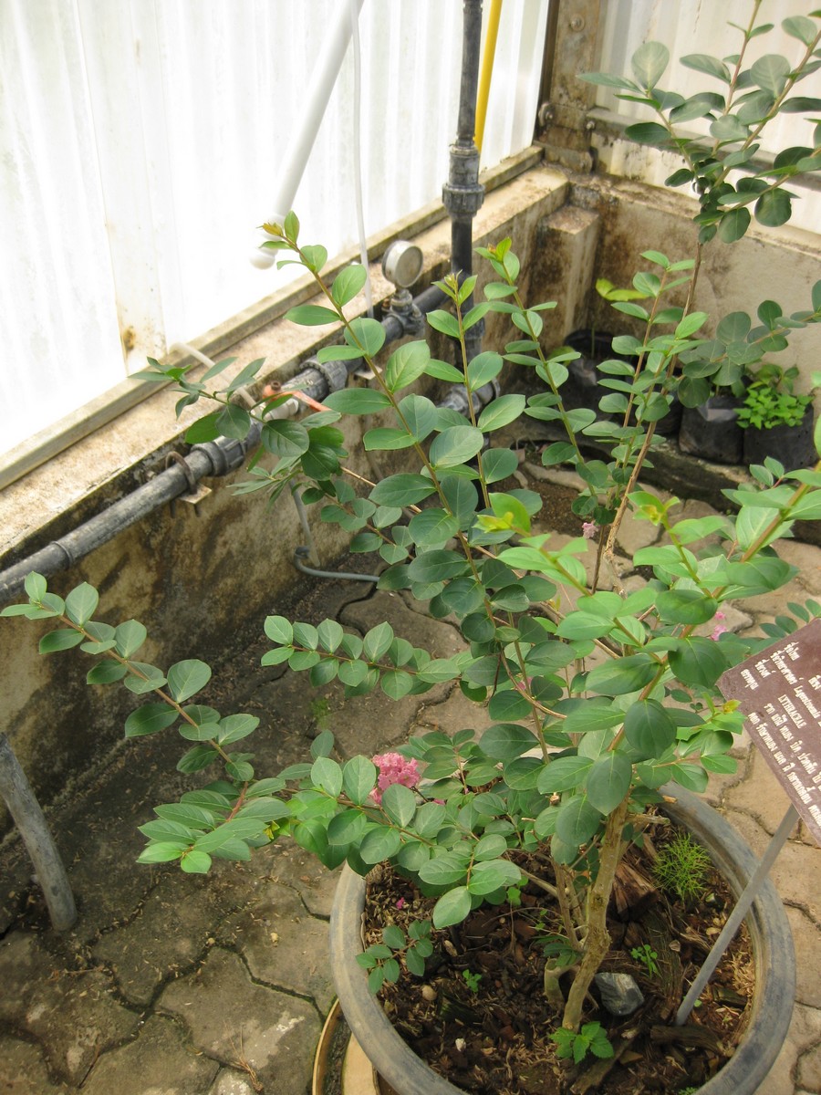 Lagerstroemia indica, Crape myrtle — upright deciduous (Lythraceae) (image 2 of 6)