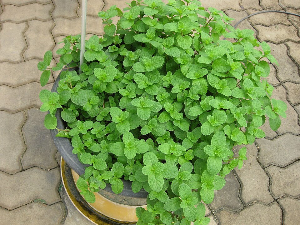 Mentha spicata (Spearmint) (alternate view 8)