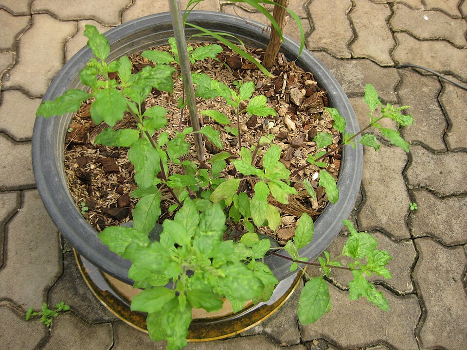 Ocimum tenuiflorum (Holy Basil) (alternate view 10)