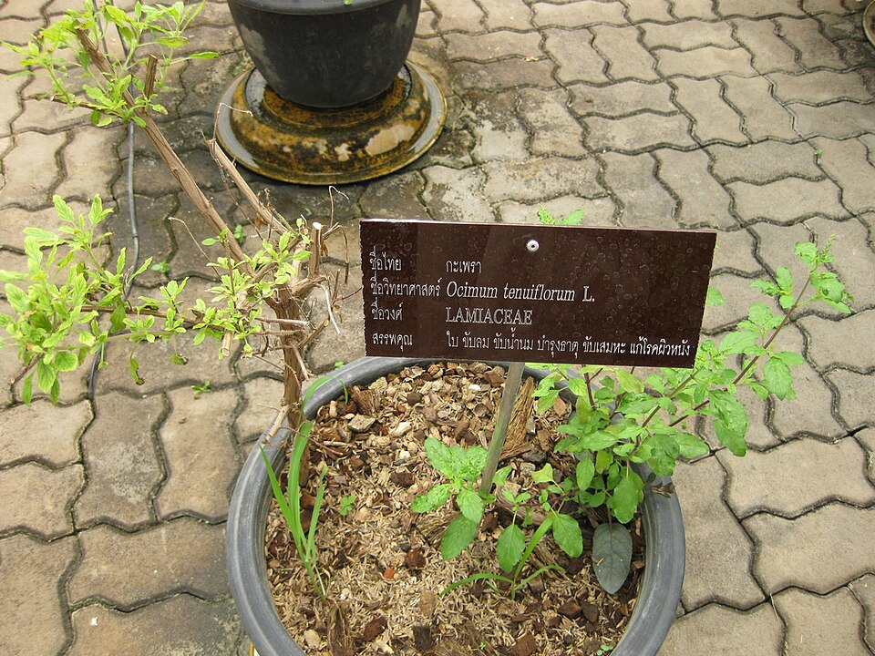 Ocimum tenuiflorum (Holy Basil) (alternate view 11)