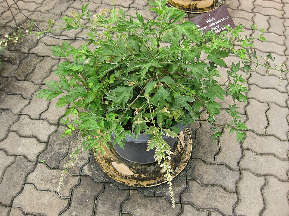 Artemisia lactiflora (White Mugwort)