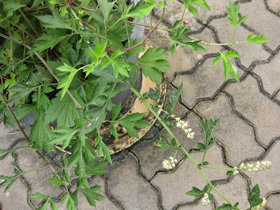 Artemisia lactiflora (White Mugwort)