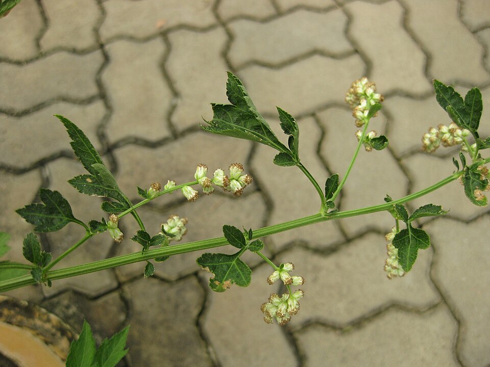 Artemisia lactiflora (White Mugwort)