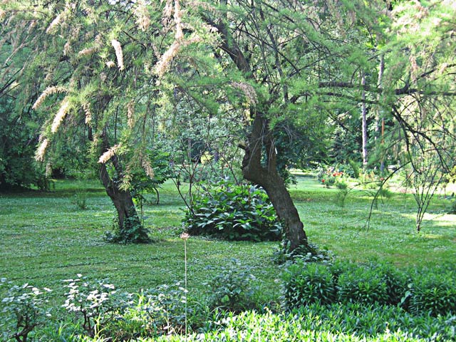 Tamarix (Tamarisks)