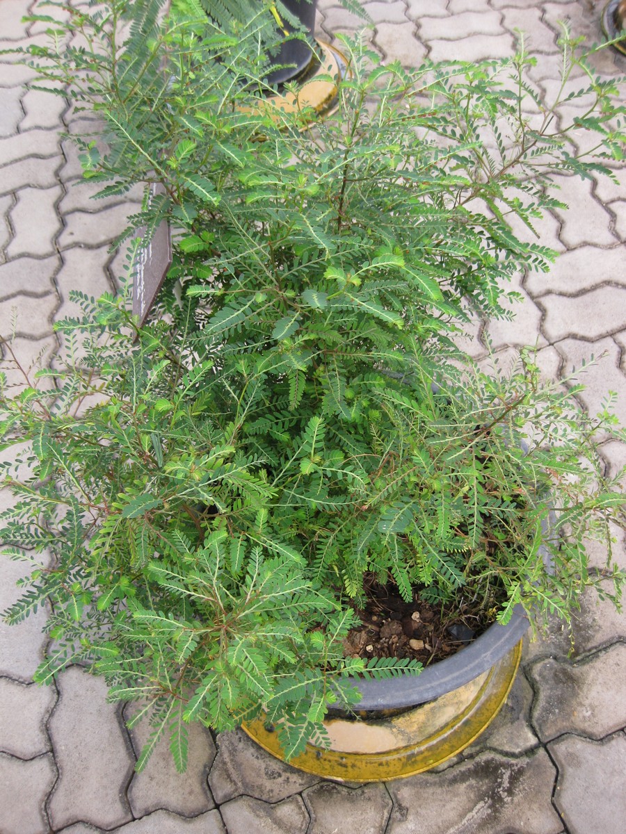 Phyllanthus urinaria (Chamberbitter) (alternate view 7)