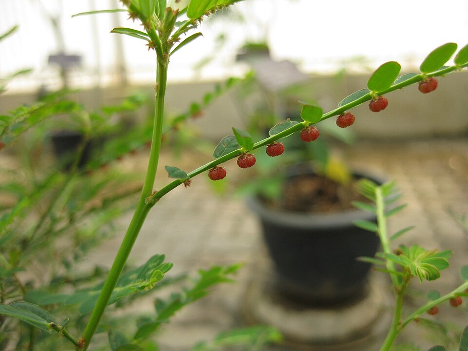 Phyllanthus urinaria (Chamberbitter) (alternate view 8)