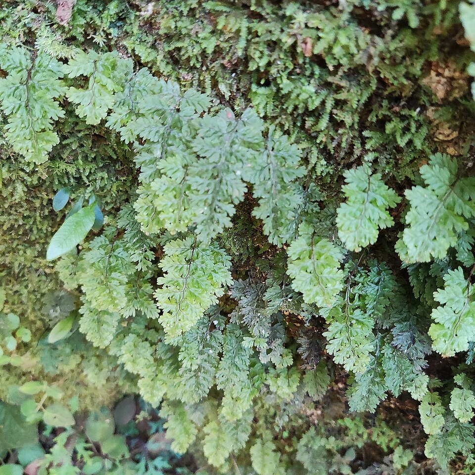 Hymenophyllum (filmy ferns)