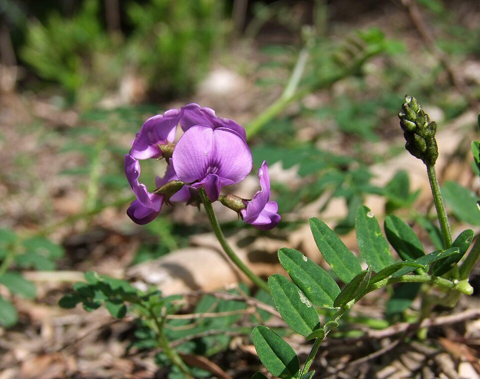 Swainsona lessertiifolia (coast Swainson-pea) (alternate view 6)