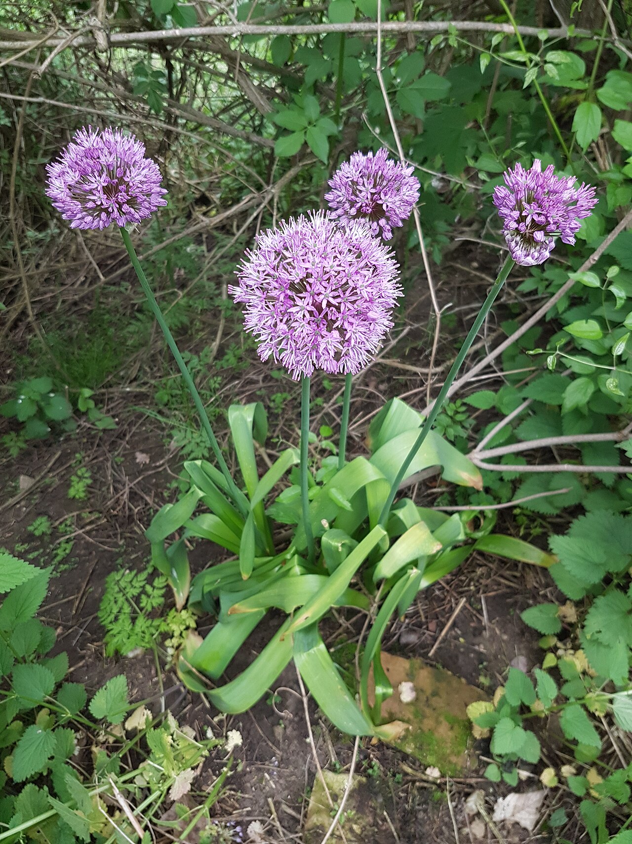 Allium hollandicum, Purple sensation ornamental onion — upright deciduous (Amaryllidaceae) (image 6 of 10)