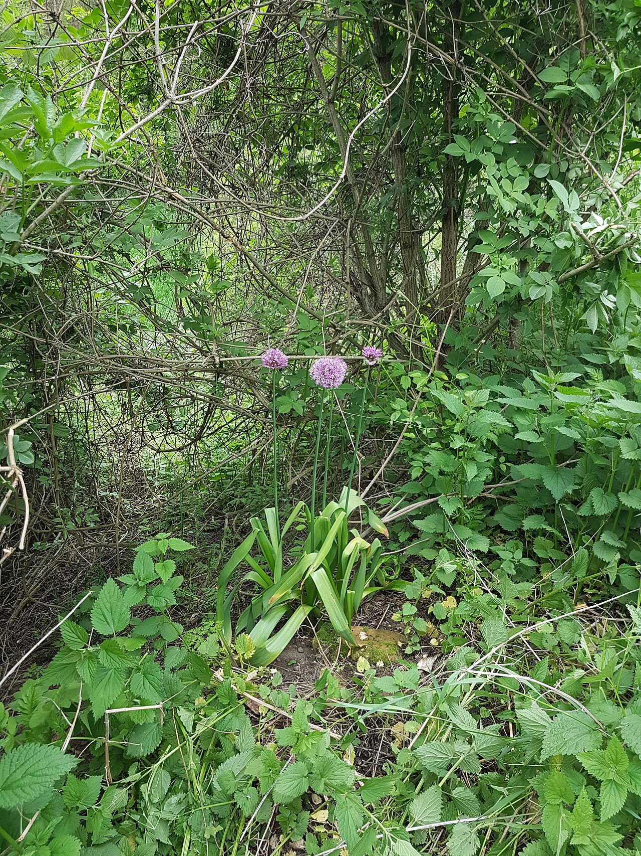 Allium hollandicum, Purple sensation ornamental onion — upright deciduous (Amaryllidaceae) (image 7 of 10)
