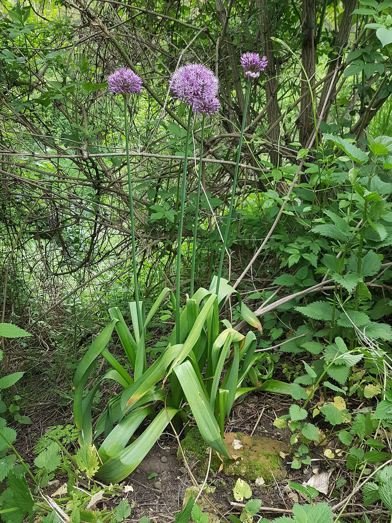 Allium hollandicum, Purple sensation ornamental onion — upright deciduous (Amaryllidaceae) (image 8 of 10)