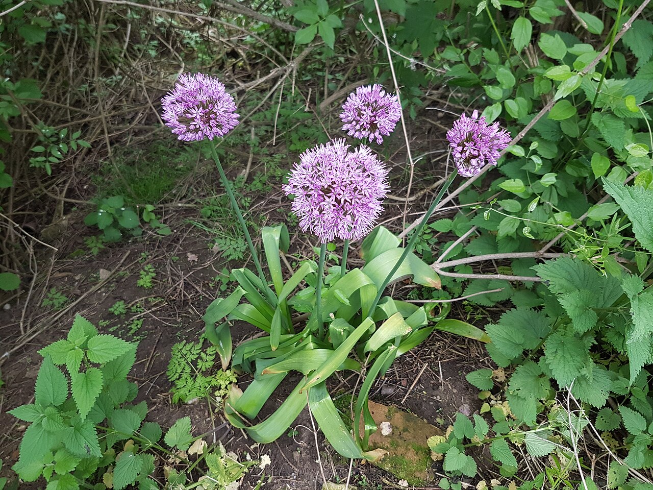 Allium hollandicum, Purple sensation ornamental onion — upright deciduous (Amaryllidaceae) (image 9 of 10)