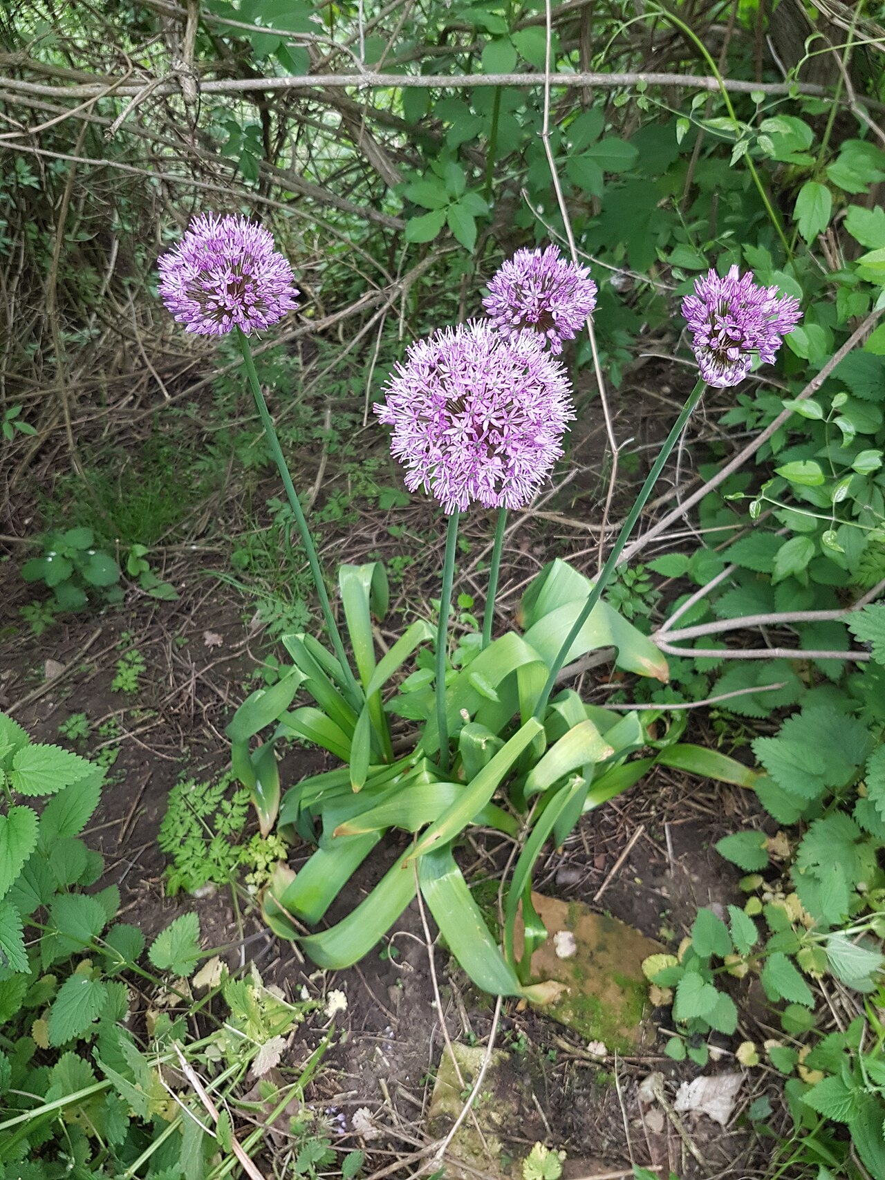 Allium hollandicum, Purple sensation ornamental onion — upright deciduous (Amaryllidaceae) (image 10 of 10)