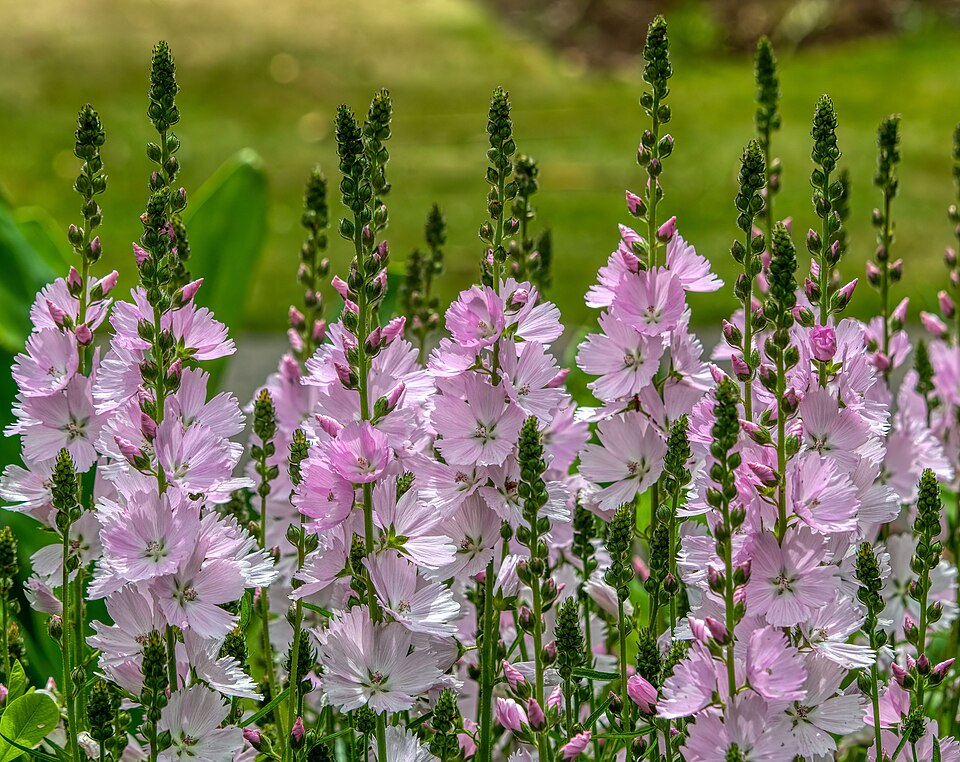 Sidalcea (Checkerblooms)