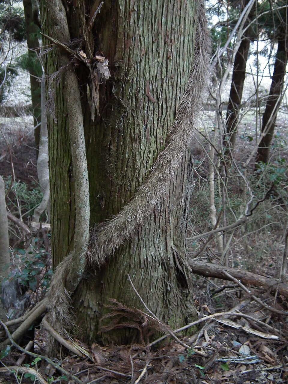 Chamaecyparis obtusa (Hinoki Cypress) (alternate view 8)