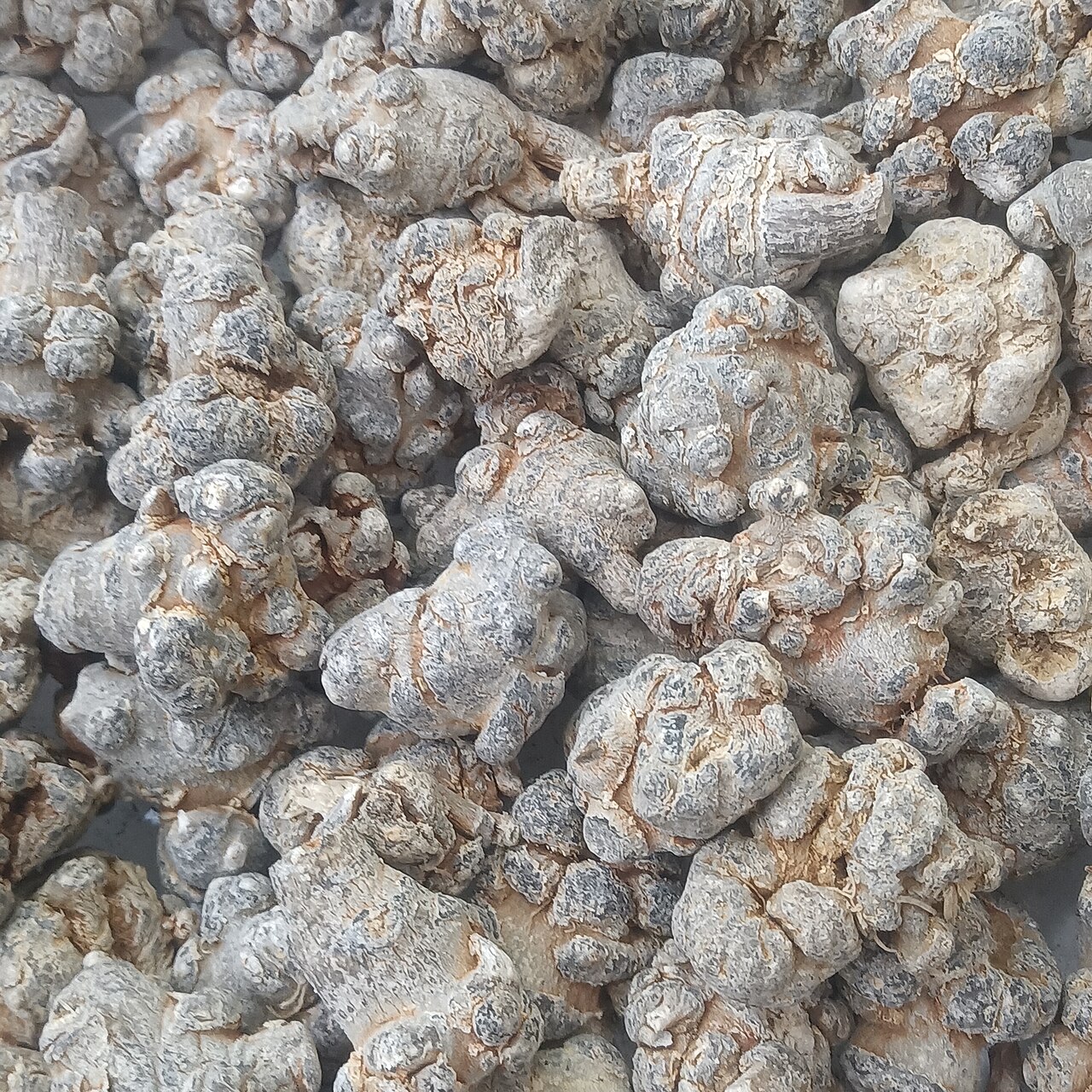 Panax notoginseng, Sanqi — upright deciduous (Araliaceae) (image 1 of 4)
