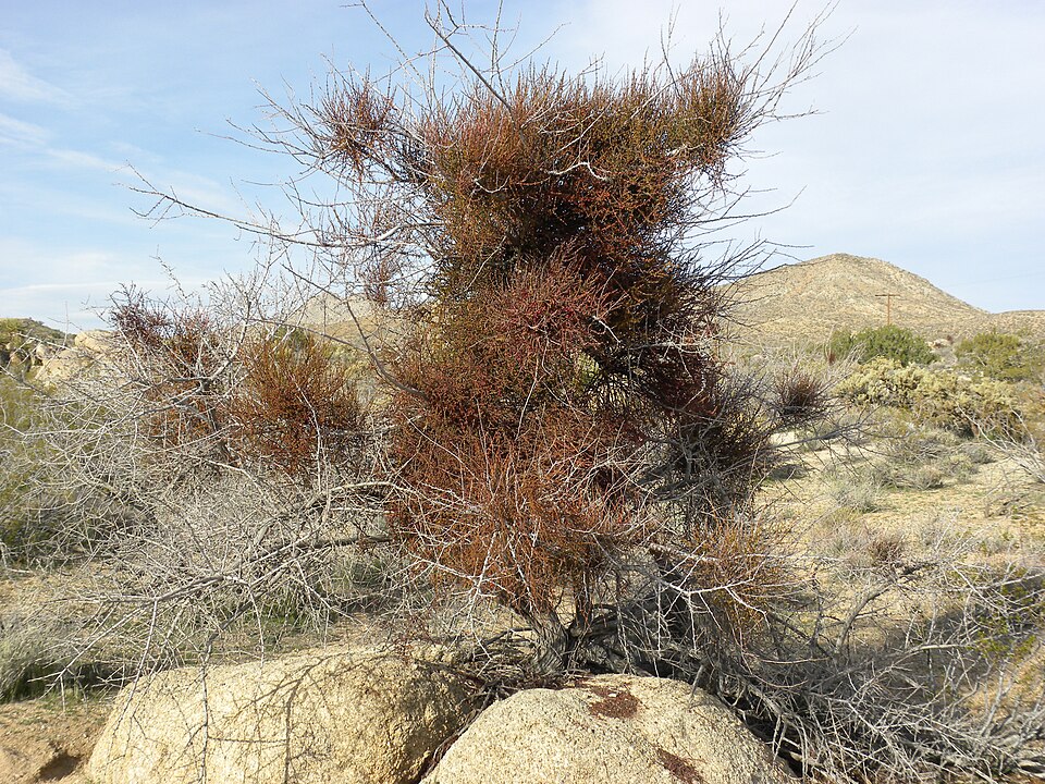 Phoradendron californicum (Mesquite Mistletoe) (alternate view 8)