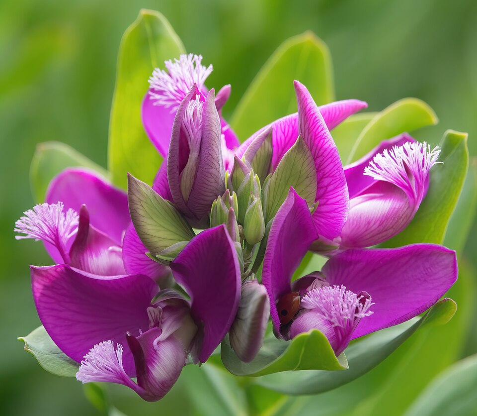Polygala myrtifolia (Sweet Pea Shrub) (alternate view 10)