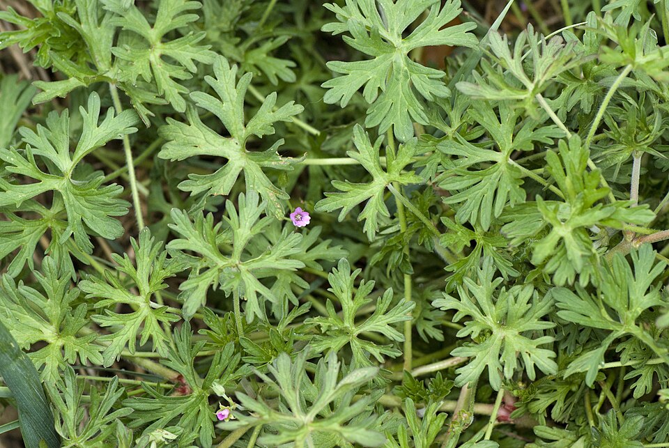 Geranium dissectum (Cut-leaved crane's-bill)