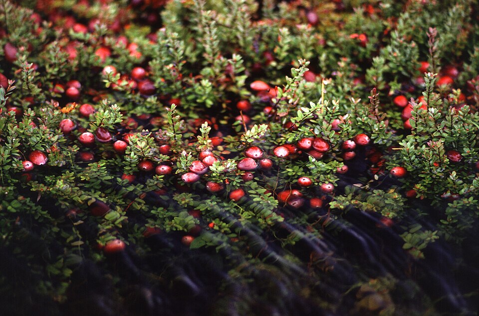 Vaccinium macrocarpon (American Cranberry) (alternate view 6)