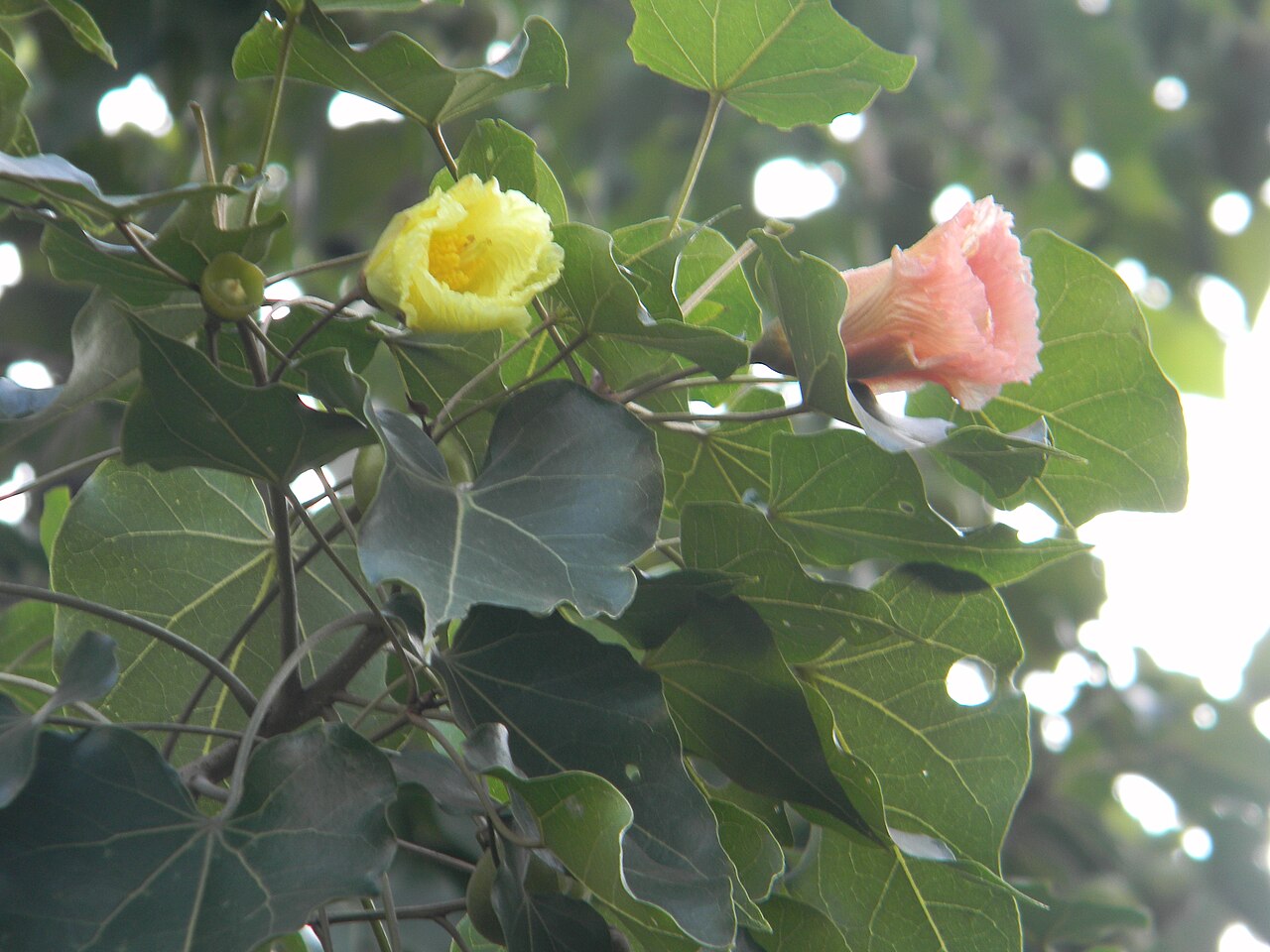 Thespesia populnea, Milo — spreading evergreen (Malvaceae) (image 6 of 10)