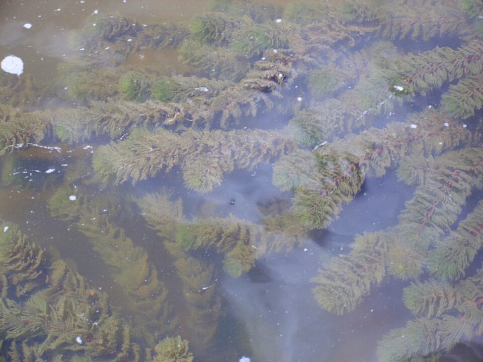 Ceratophyllum demersum (coontail) (alternate view 9)