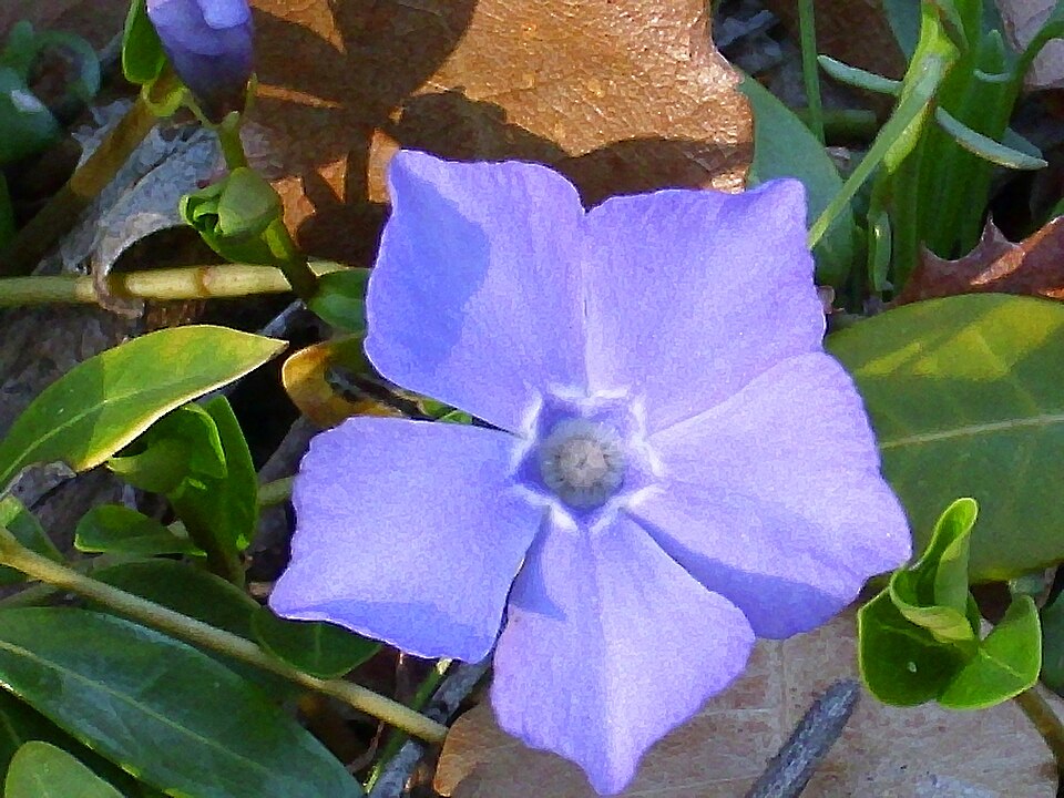 Vinca difformis (Intermediate Periwinkle)