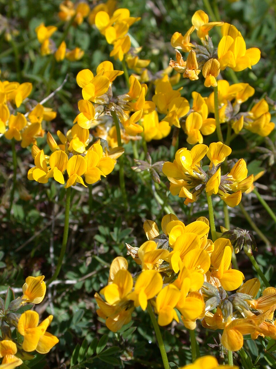 Hippocrepis comosa (horseshoe vetch)