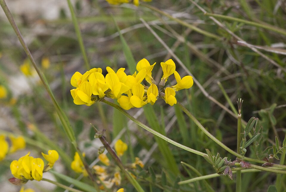 Hippocrepis comosa (horseshoe vetch)