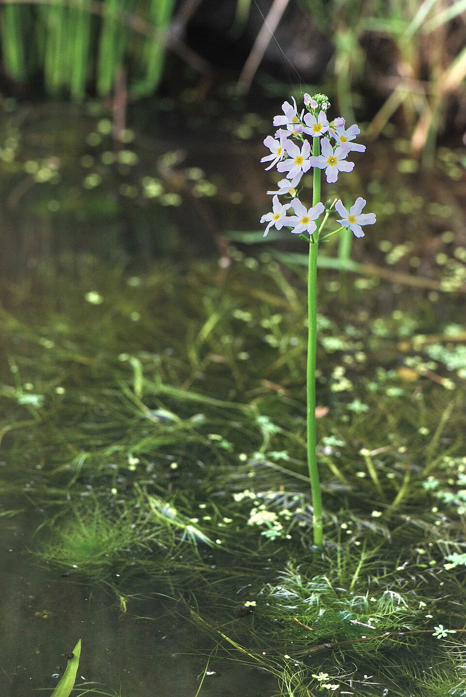 Hottonia palustris (Water Violet) (alternate view 10)