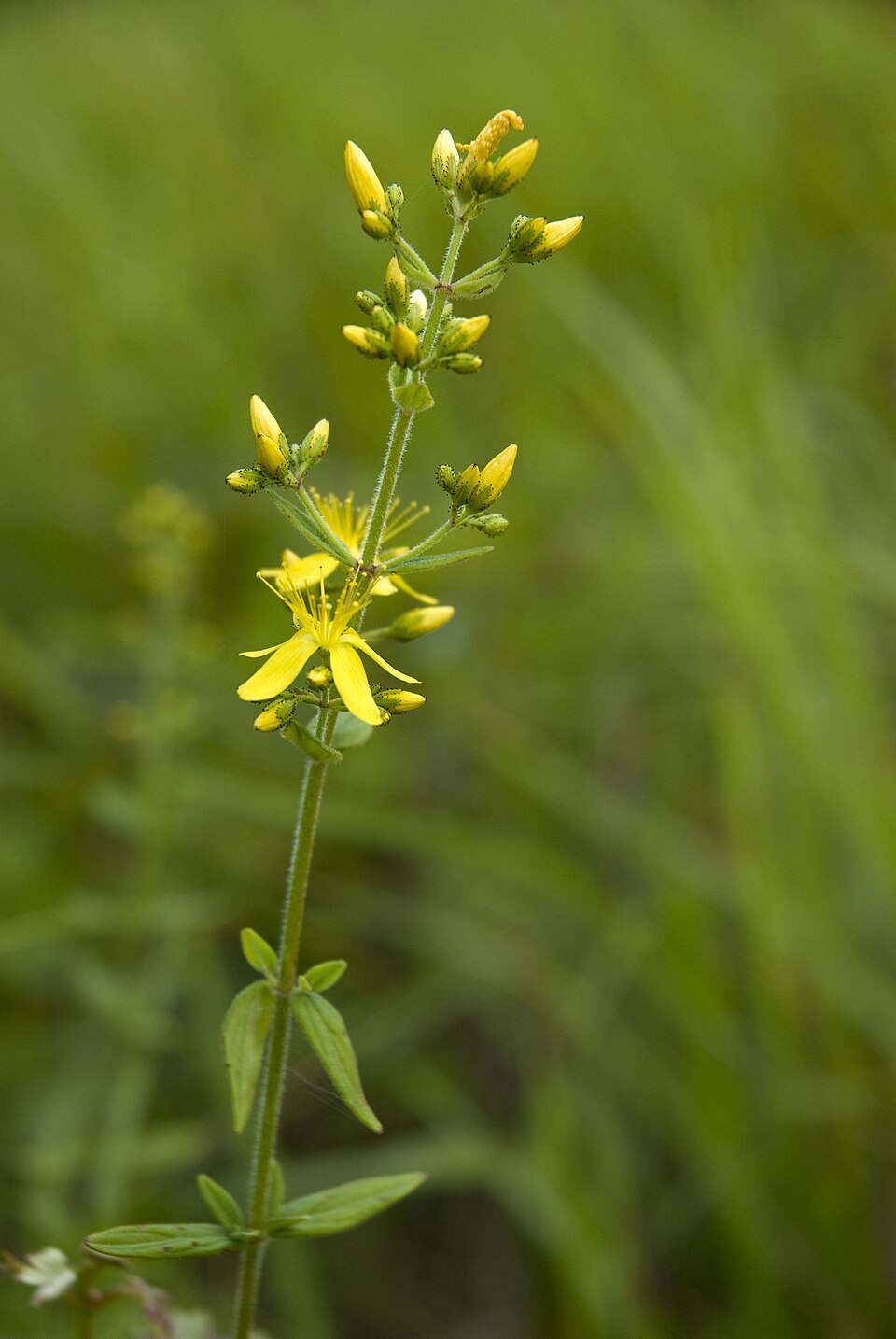 Hypericum hirsutum (Hairy St John's-wort)