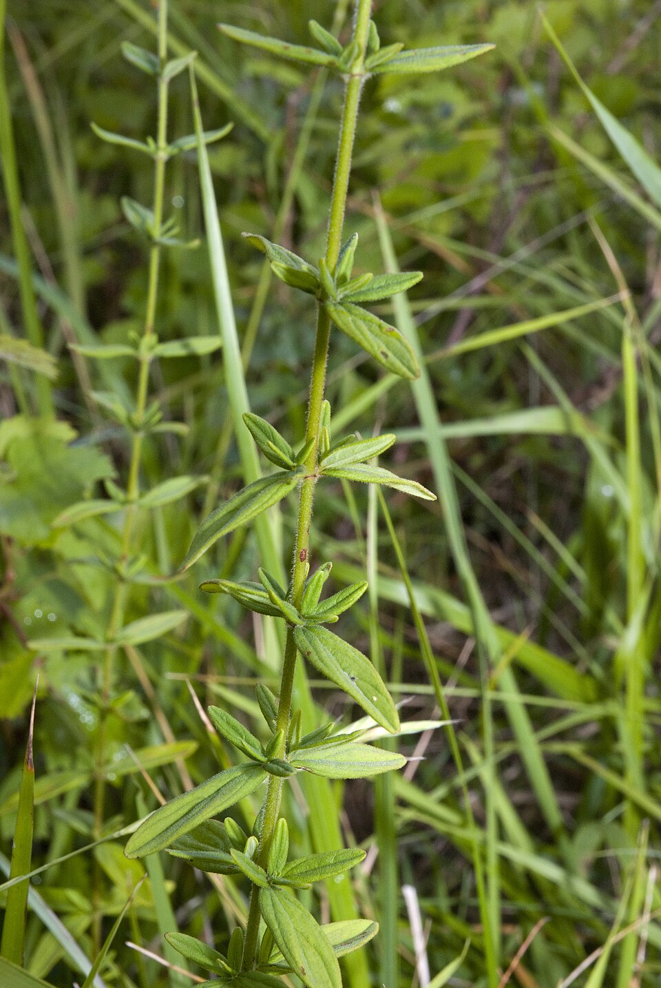 Hypericum hirsutum (Hairy St John's-wort)